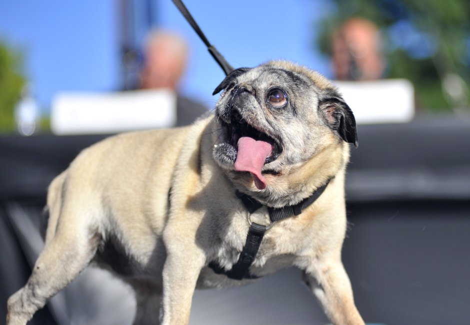 Уродливый Мопс