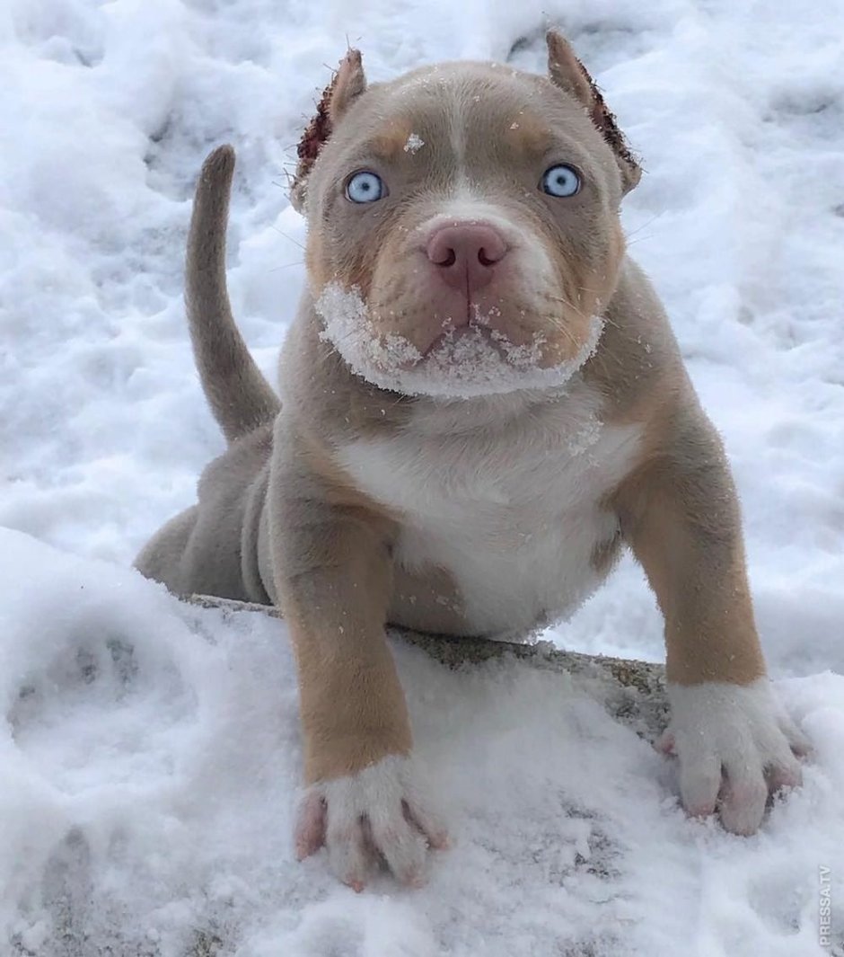 Шишколобый Гнидодав