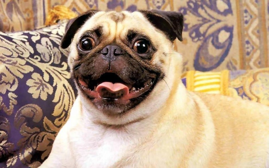 Китайская хохлатая Сэм