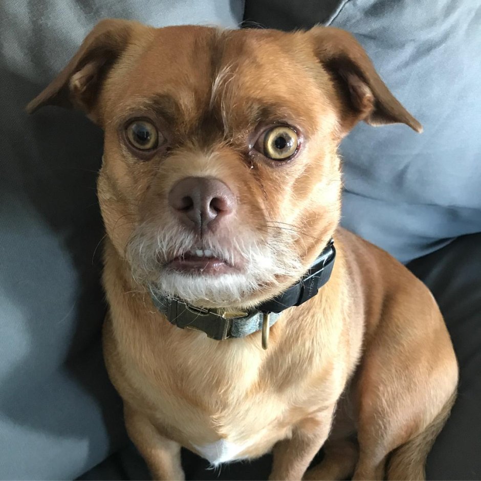 Собака удивление