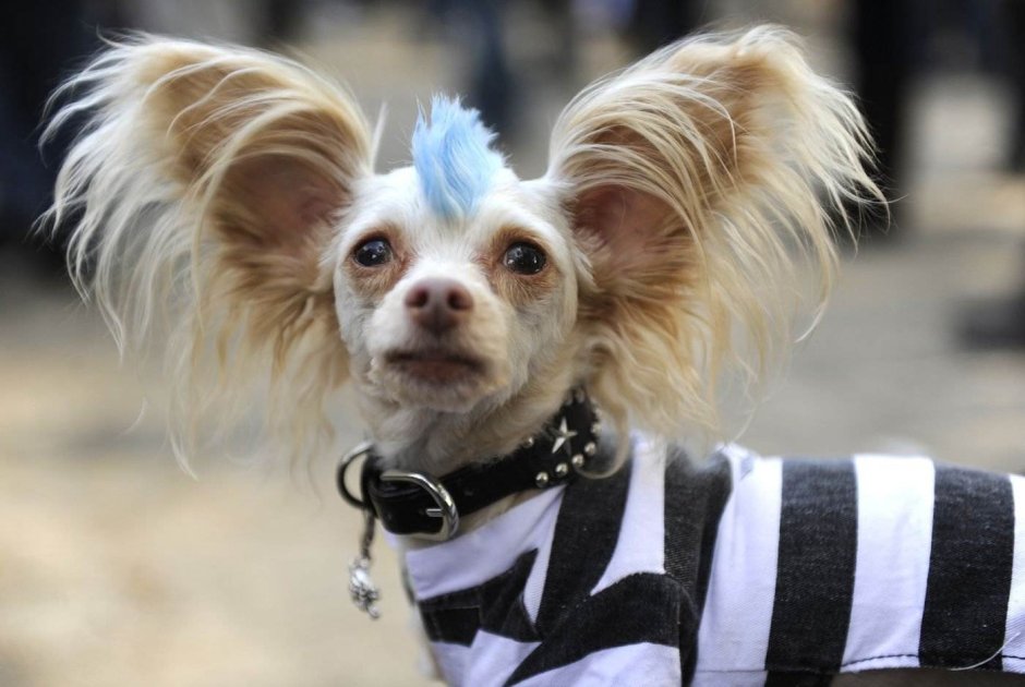 Китайская хохлатая Сэм