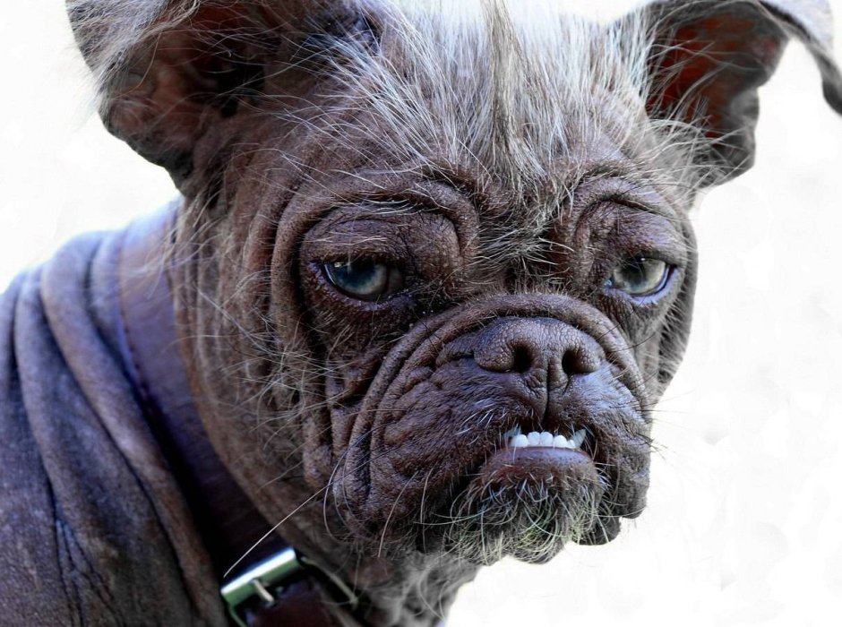 Мексиканская хохлатая уродливая