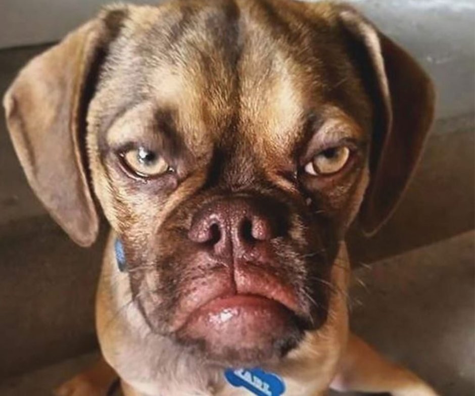 Албанский питбуль Мерль