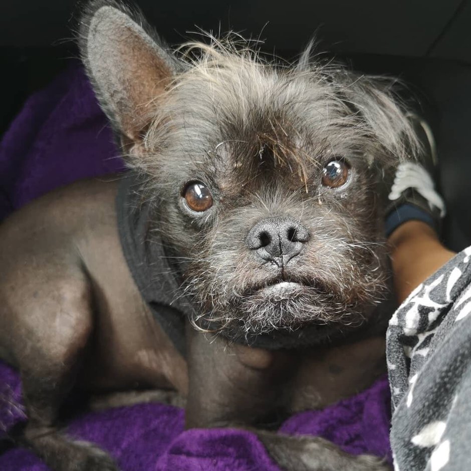 Горбатая овчарка Квазимодо