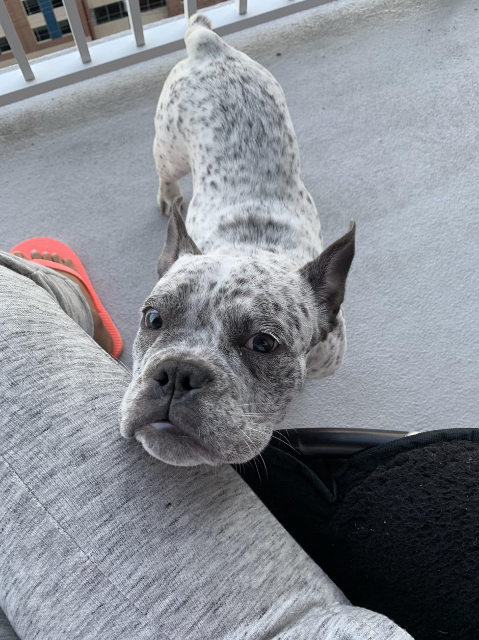 Смешная собака с высунутым языком