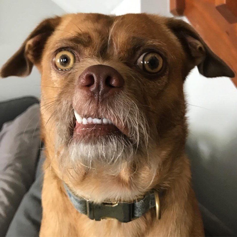 Питбуль и Мопс