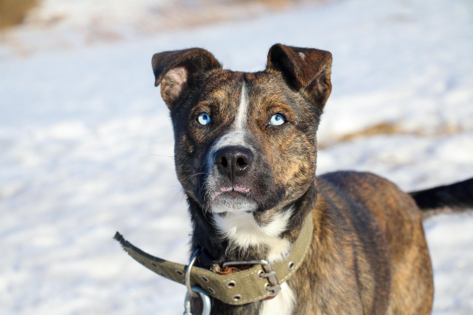 Мопс скрещенный с чихуахуа