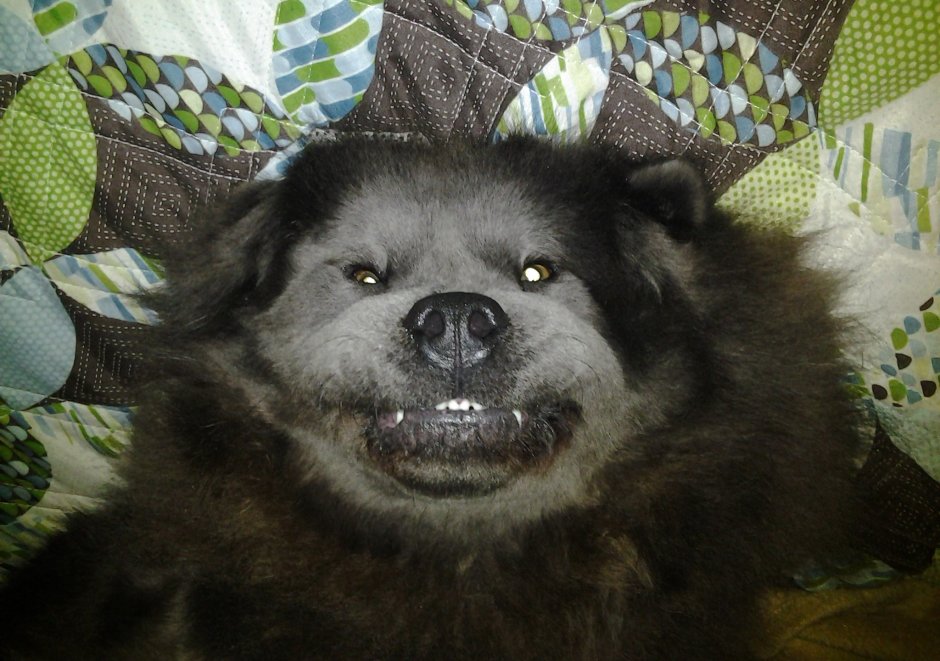 Помесь хаски и питбуля