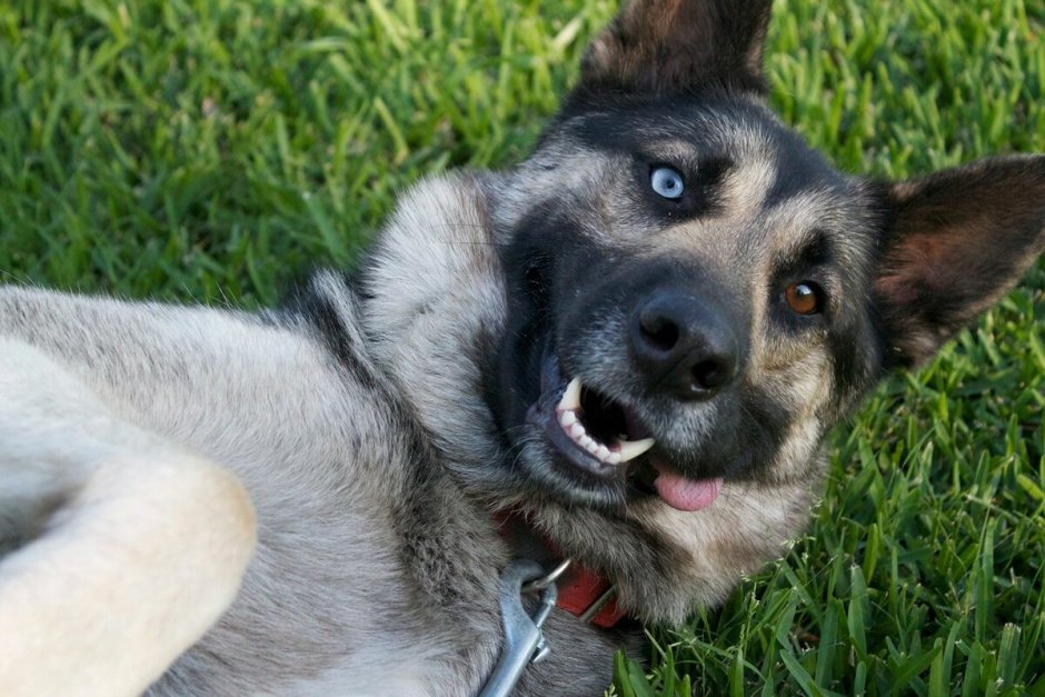 Метис таксы и питбуля