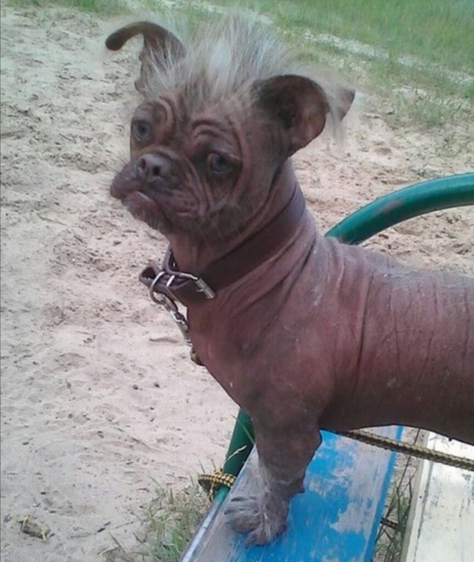 Метис китайской хохлатой