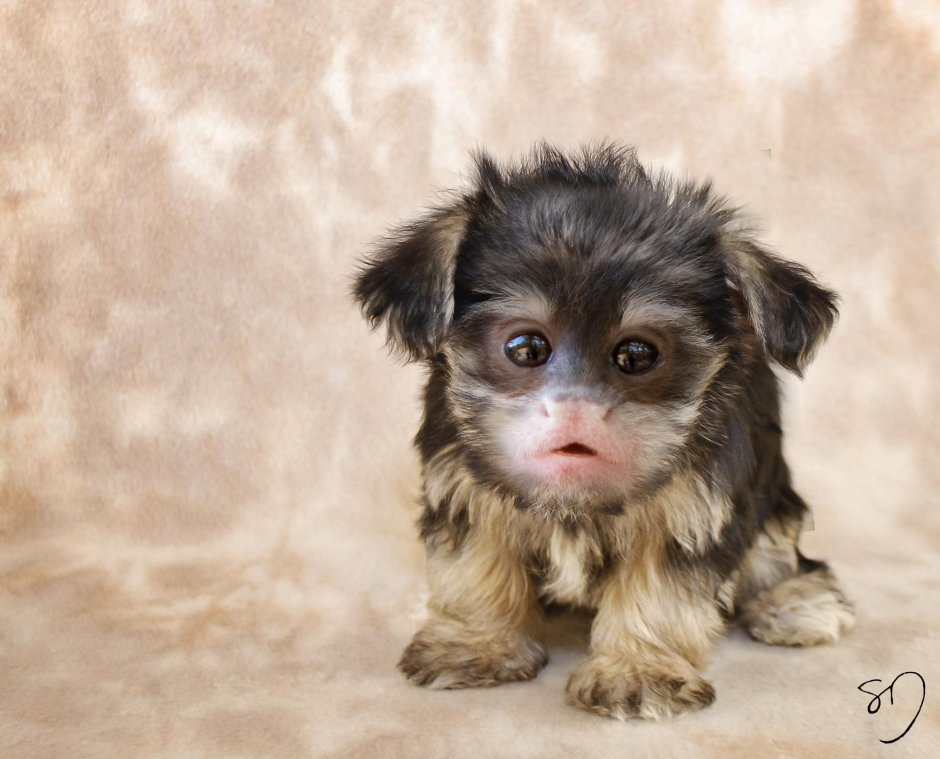 Китайская хохлатая лысая