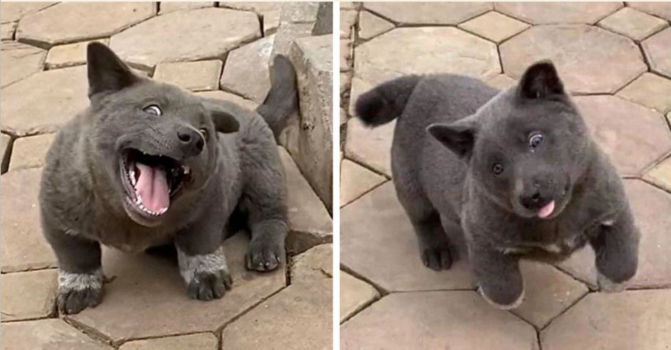 Метис питбуля и хаски