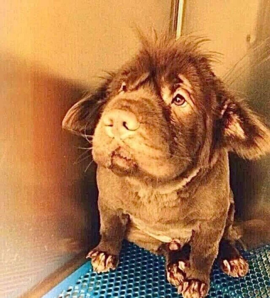 Мексиканская хохлатая собачка