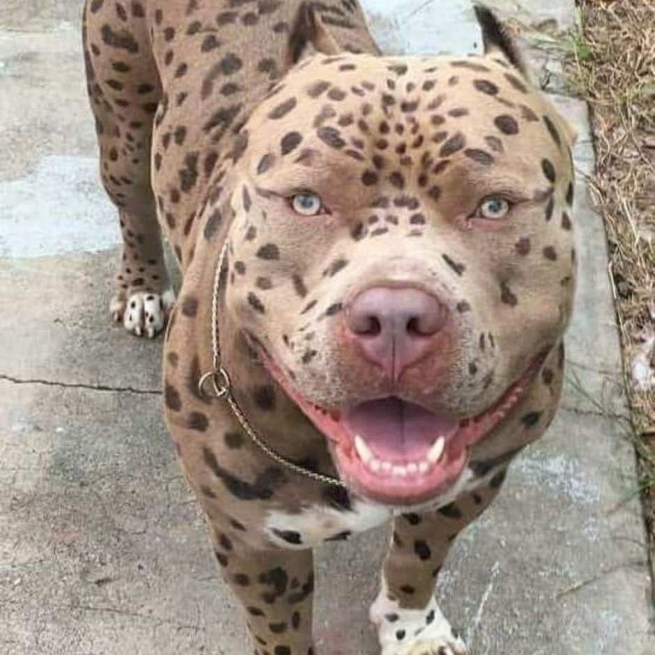 Собака в очках