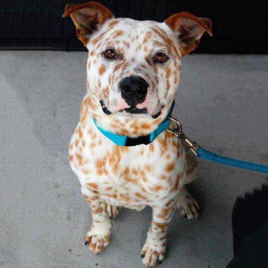 Американский питбуль и Мопс