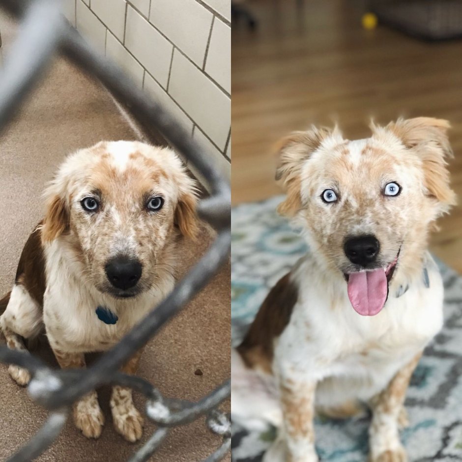 Китайская хохлатая сутулая