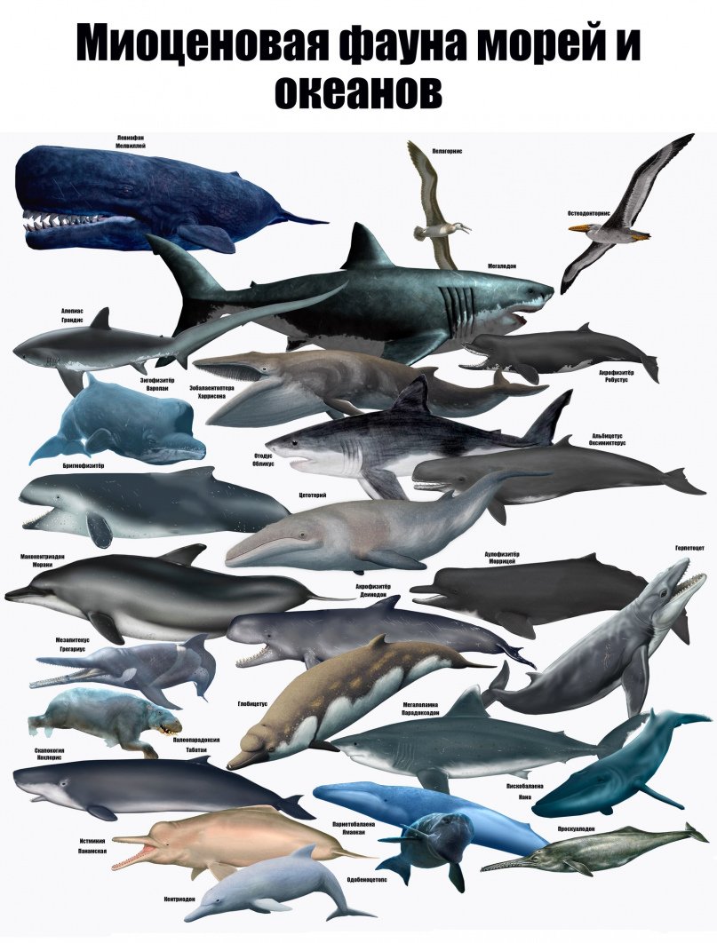 Дельфин Афалина Черноморская