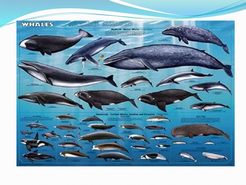 Морские млекопитающие китообразные