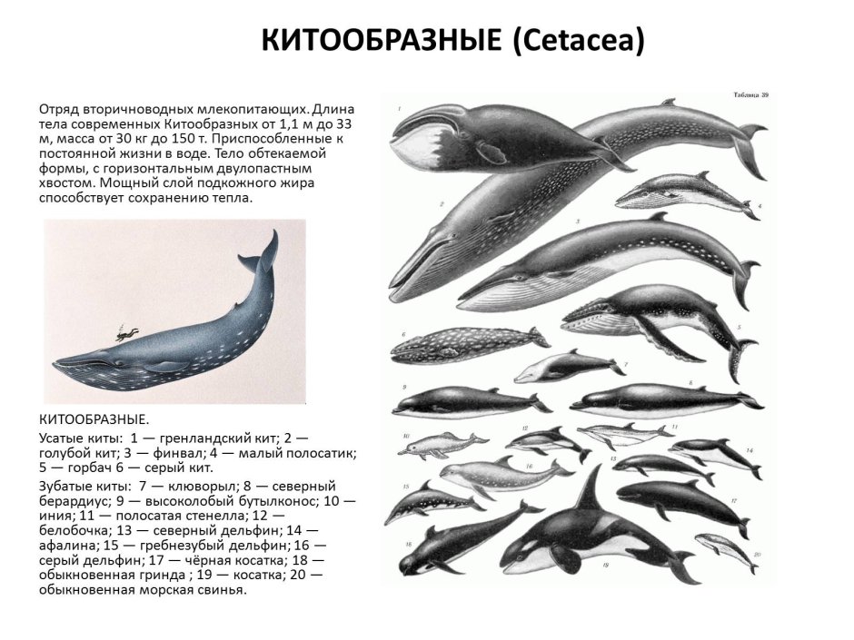Отряд китообразные представители