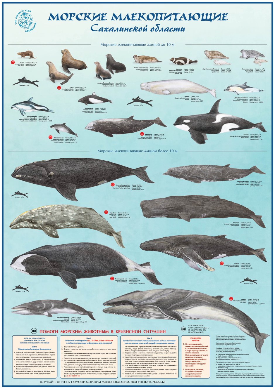 Морские млекопитающие названия