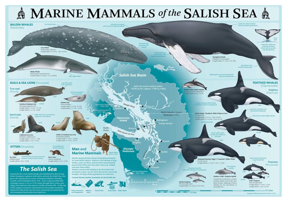 Marine mammals