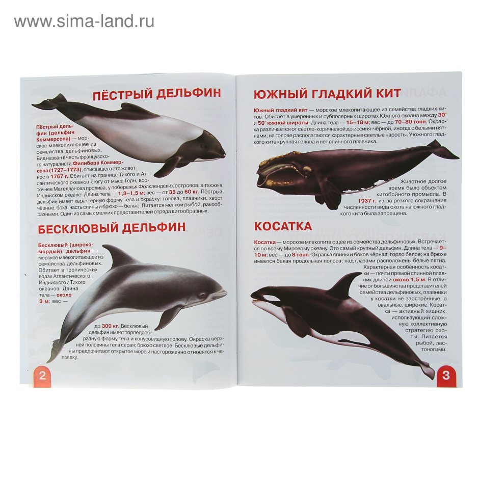 Млекопитающие в море