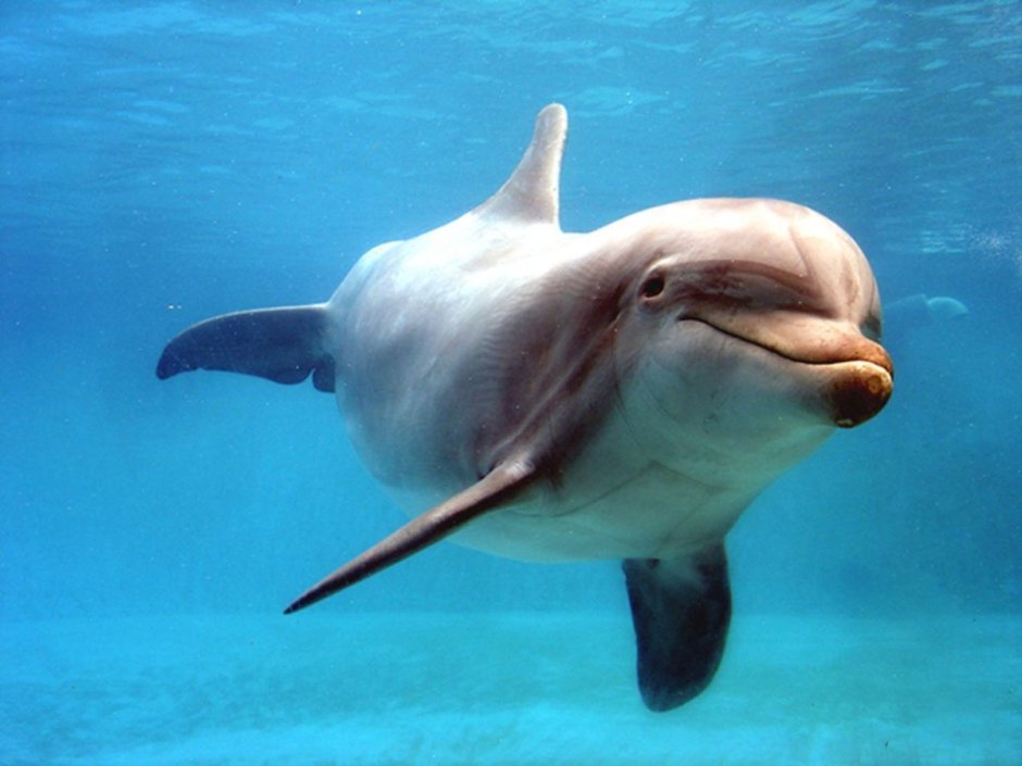 Дельфин в море