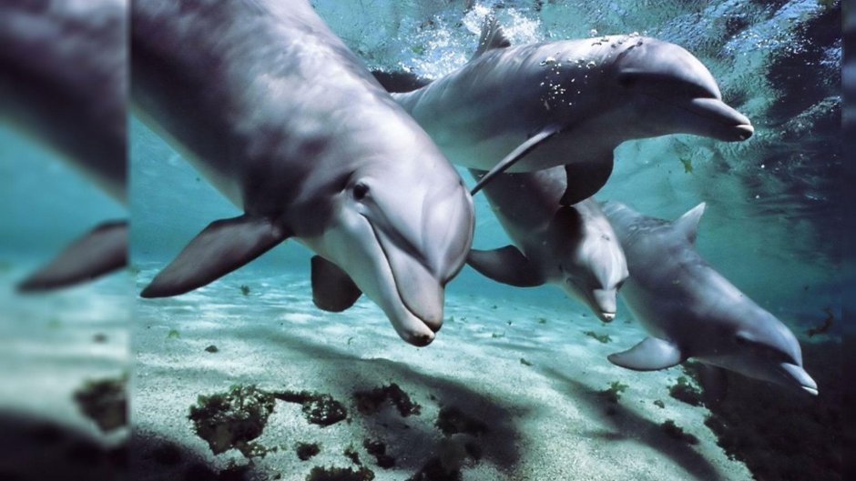 Длинноклювый обыкновенный Дельфин