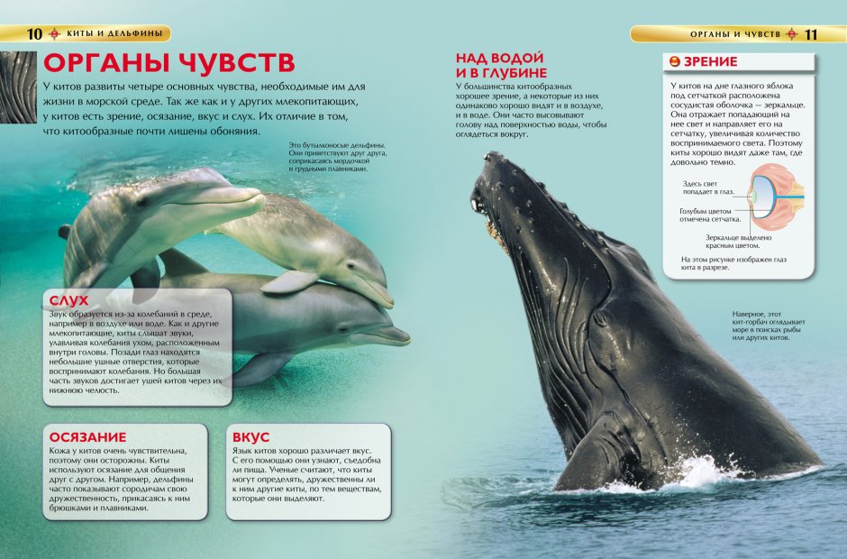 Дельфин Келли