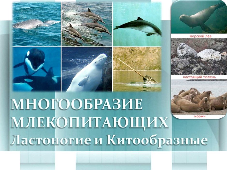 Северный морской котикомтров Тюлений