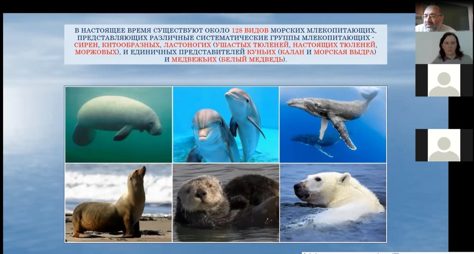 Тюлень инфографика