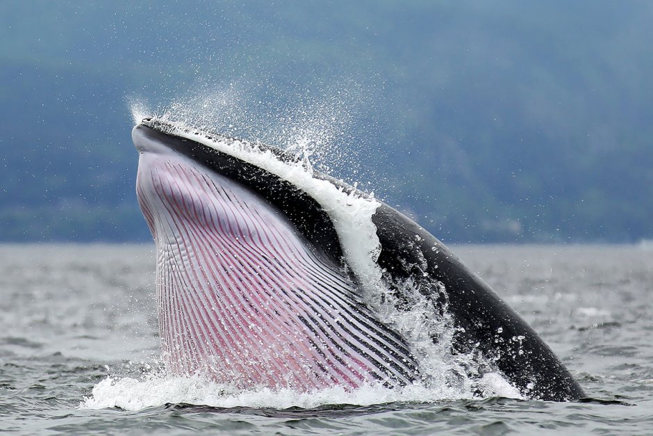 Дельфины и морские котики