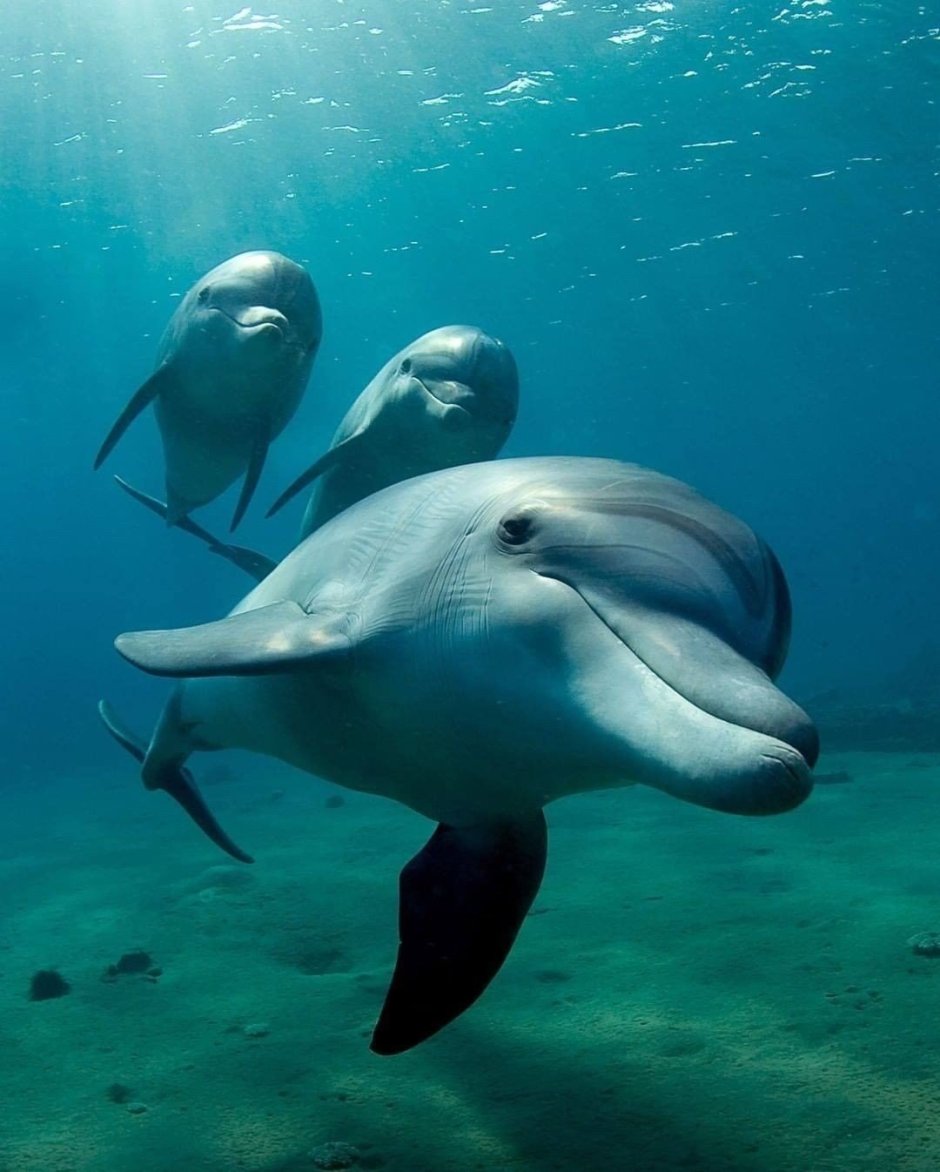 Белый кит убийца