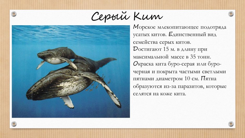 Морские млекопитающие плакат