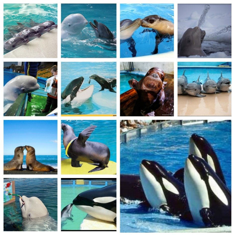 Стеллерова морская корова