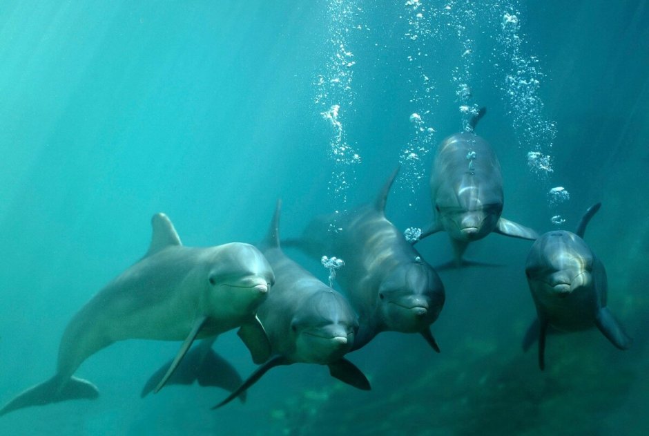 Дельфин Азовка в черном море