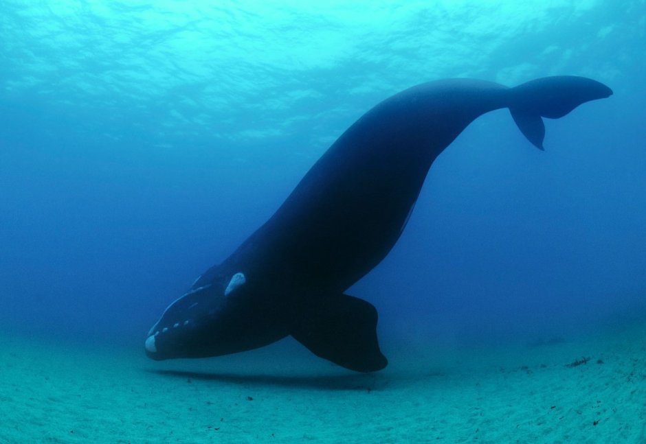 Статистика браконьерства водорослей и морских млекопитающих