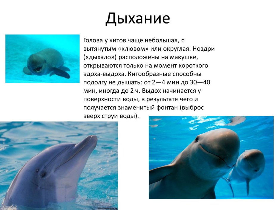 Презентация на тему китообразные