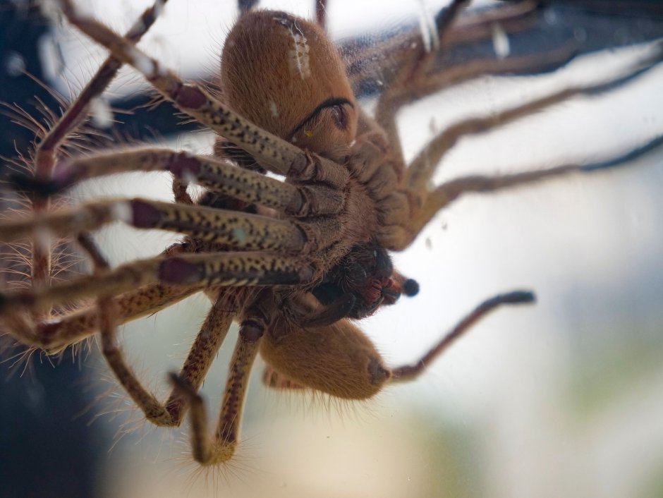 Leucorchestris arenicola