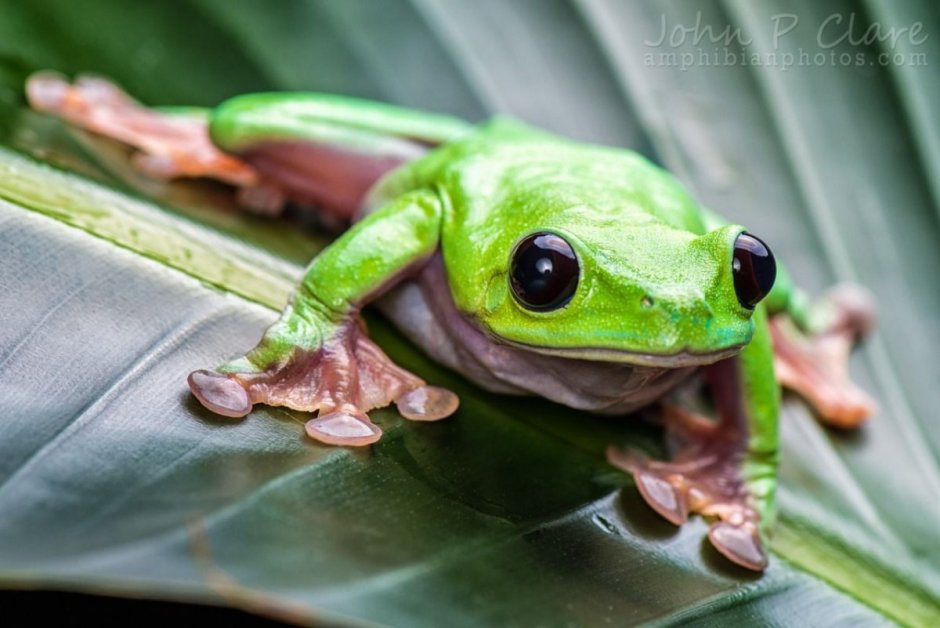 Agalychnis moreletii