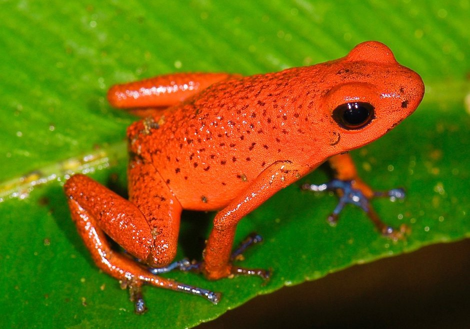 Adelphobates galactonotus