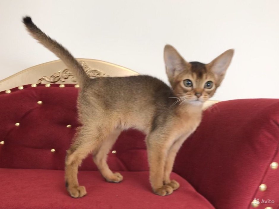 Большеухие кошки Абиссинские