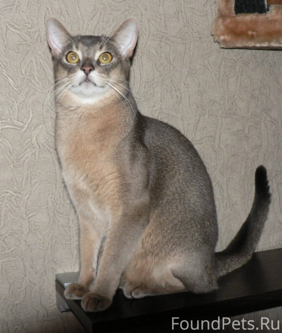Абиссинская Саванна кошка