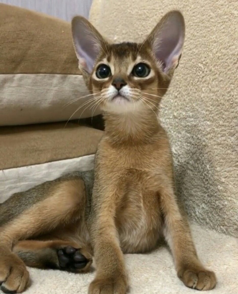 Абиссинская кошка серая