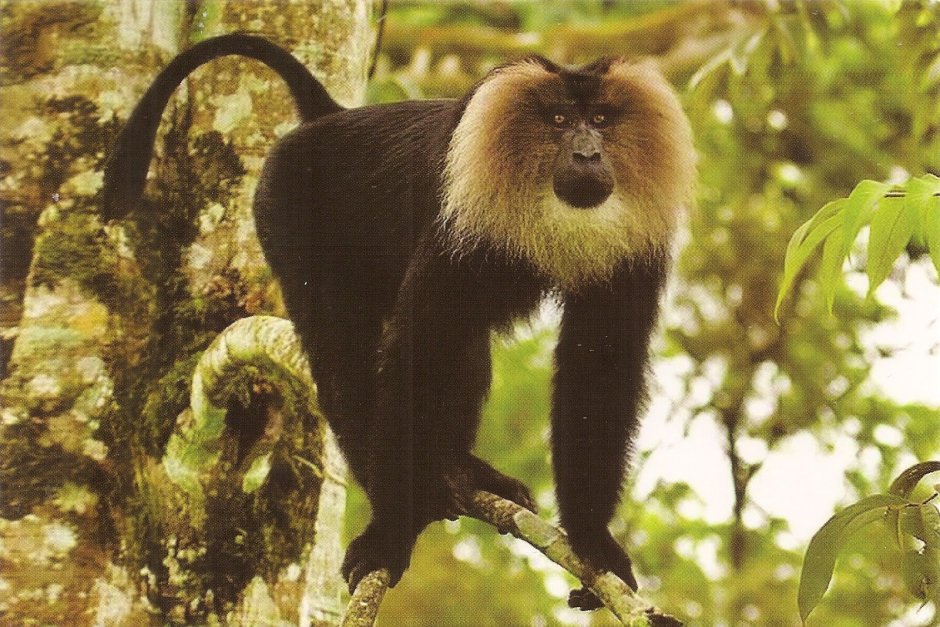 Cercopithecus Pogonias