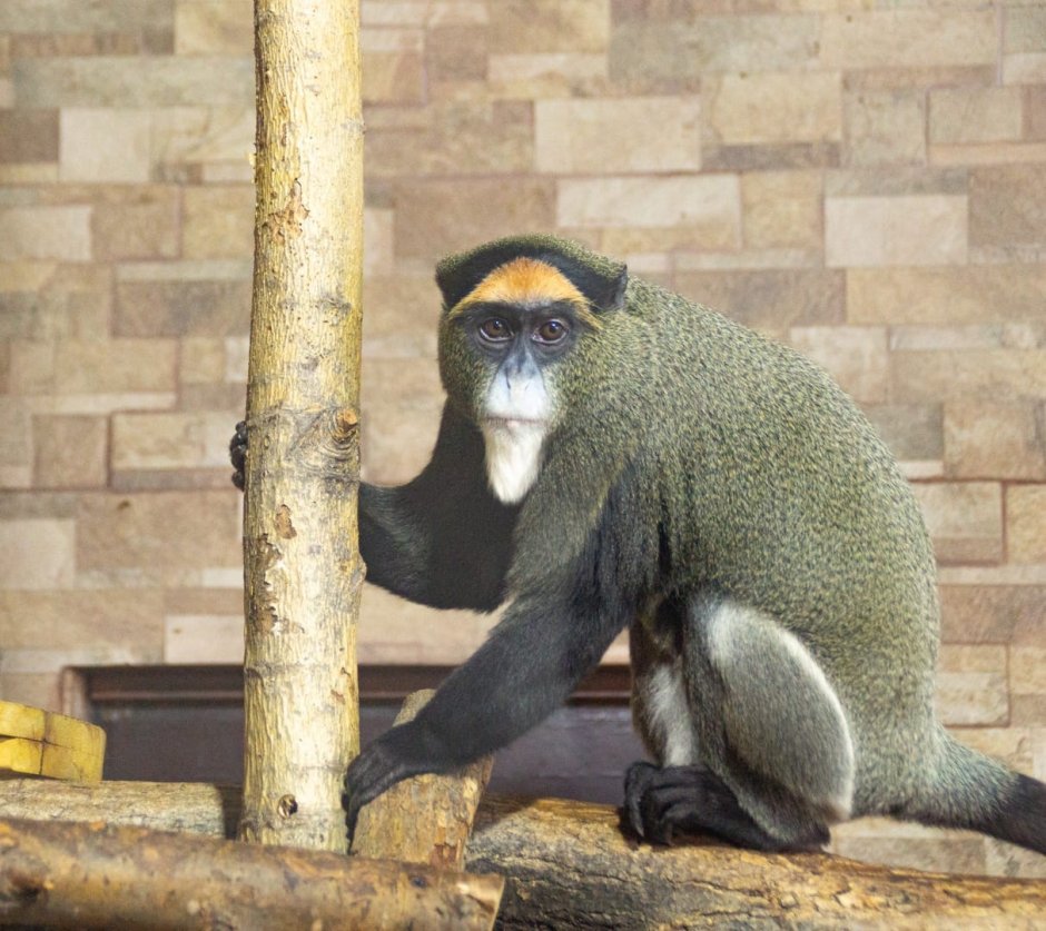 Wallpapers Cercopithecus Ascanius