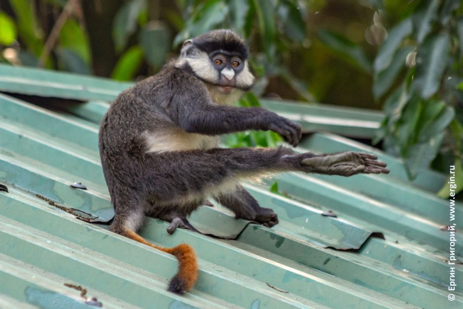 Cercopithecus nictitans