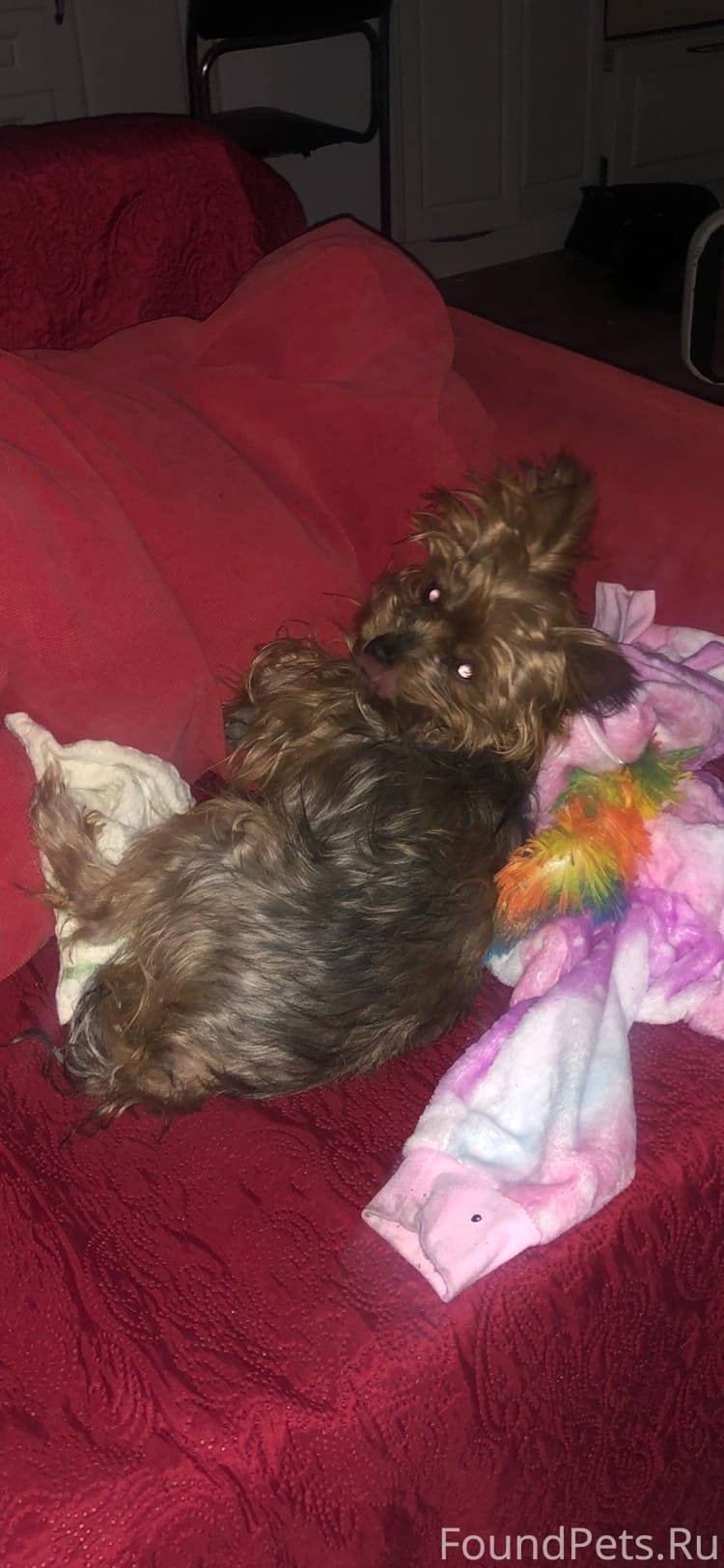 Собака на стероидах