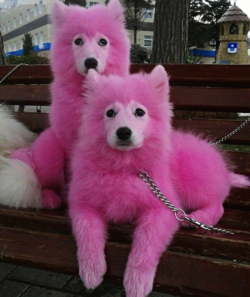 Помесь волка и немецкой овчарки