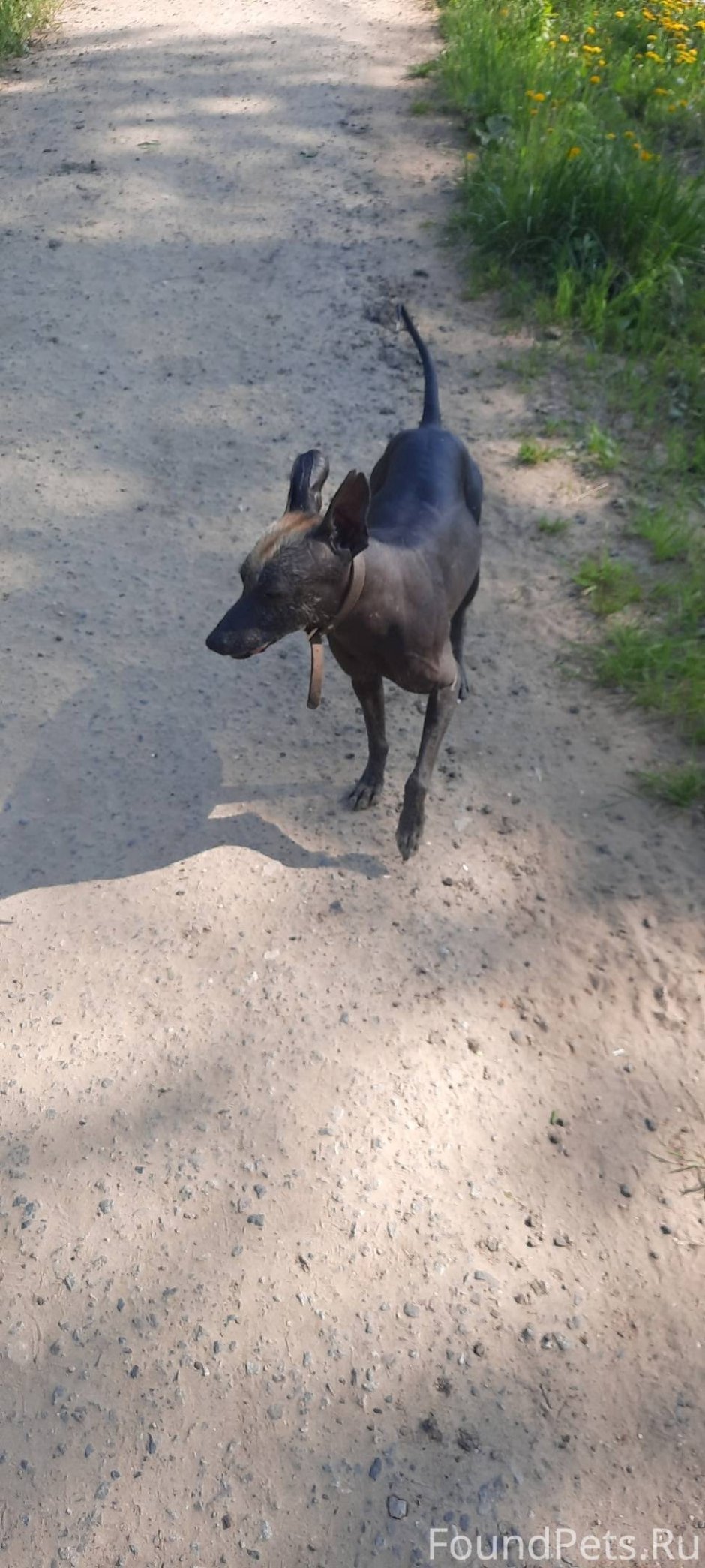 Померанский шпиц шоколадный